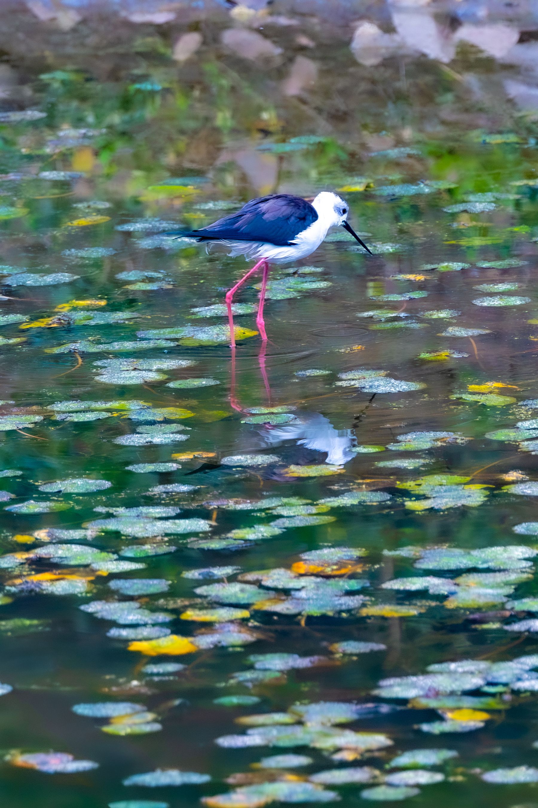 Black-Winged Stilt In Pond